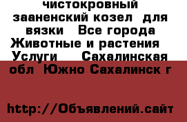 чистокровный зааненский козел  для вязки - Все города Животные и растения » Услуги   . Сахалинская обл.,Южно-Сахалинск г.